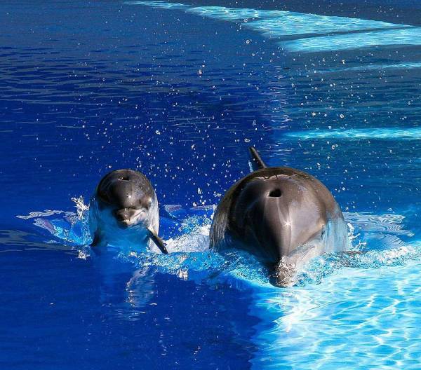 Самые удивительные факты о дельфинах
