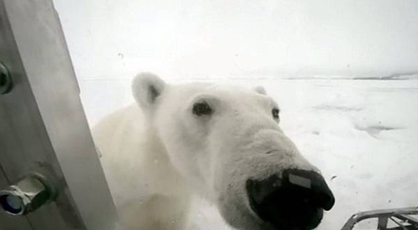 Атака белого медведя: На что идут авторы фильмов о животных (5 фото + видео)
