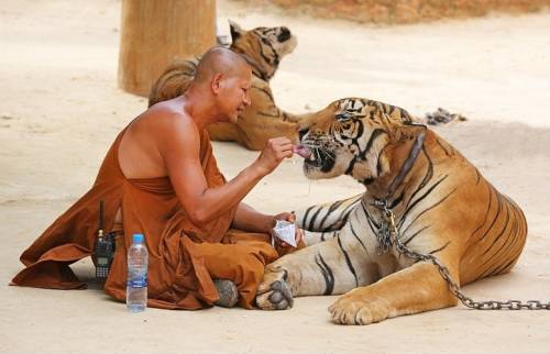 Храм тигра в Таиланде, Буддисты и их ручные тигры
