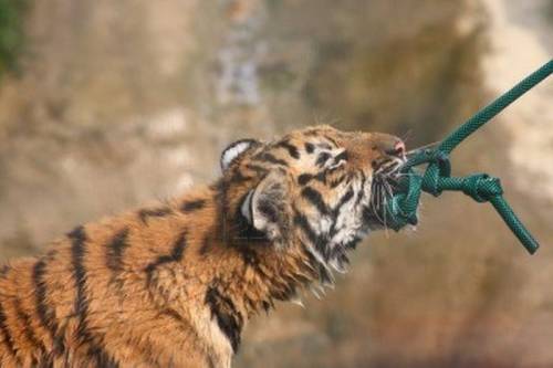 Интересный аттракцион: Люди против тигров
