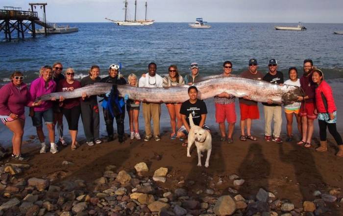 В Калифорнии было поймано пятиметровое морское чудовище
