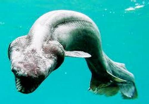 ТОП 10 самых необычных морских животных
