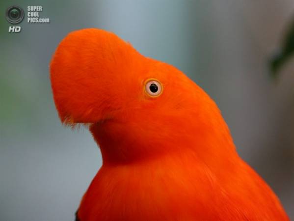 Скальный петушок — весьма забавная и экзотическая на вид птица

