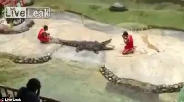 Крокодил едва не откусил голову артисту - жесть (видео)
