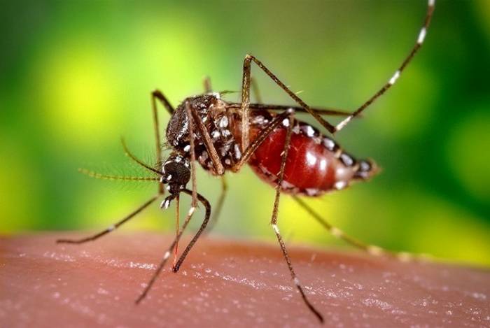 Ученые засняли жуткое видео, которое показывает укус комара в мельчайших деталях
