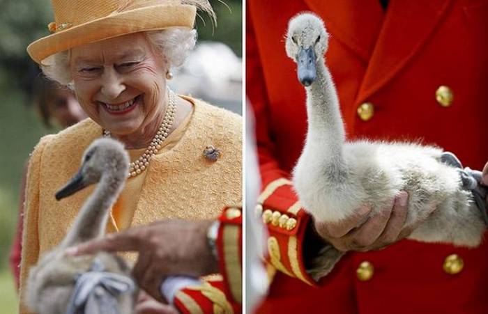 Британия в шоке - Полиция ищет преступников, зажаривших одного из лебедей королевы Елизаветы II
